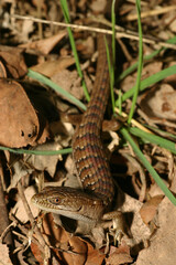 A snake-like Southern Alligator Lizard (Elgaria multicarinata) looking cautiously at the photographer. Its elongate body and natural color blends into the background of its natural habitat.  