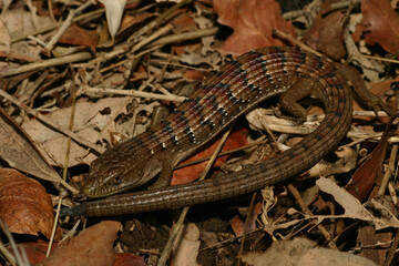 Southern Alligator Lizard (Elgaria multicarinata) curled up a natural background of leaves and...
