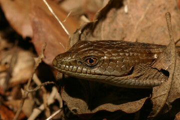 Close-up of the head and face of a Southern Alligator Lizard (Elgaria multicarinata) showing the large scales, ear opening, eyes, mouth and neck. 