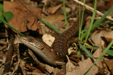 Southern Alligator Lizard (Elgaria multicarinata) moving through habitat with leaves and grass in Santa Cruz County, California. 
