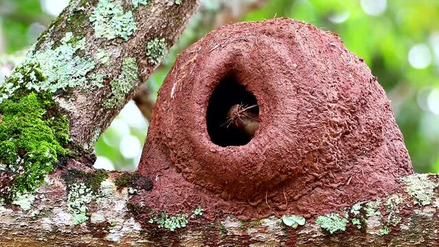 This brazilian bird is very especialyst constructor. He building our house using clay and grass. His common name is Jo&atilde;o de Barro (John of Clay).