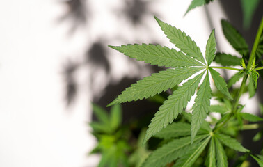 Cannabis plant on a natural background. Selective focus.