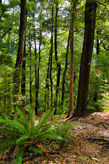 Obraz premium Walking trail though the beech forest in Pelorus Bridge Scenic Reserve, Marlborough Sounds, South Island, New Zealand