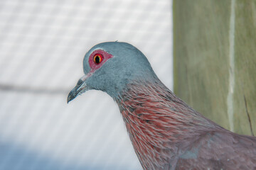 Close-up of the head of a pretty pigeon in a South African park