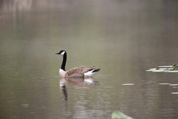 Canada Goose