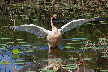 A Trumpter Swan Raises Its Wings