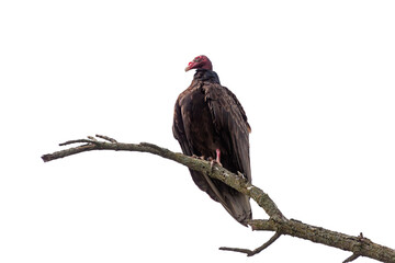 Turkey Vulture on a Branch