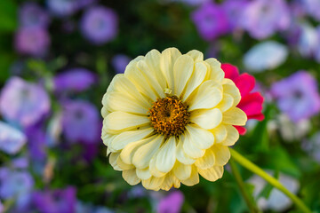Yellow zinnia on a semi-blurred multi-colored background.