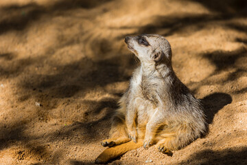 lemur sentado y en  cautividad  en el bioparc de Fuengirola