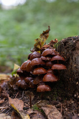 Mushroom in the forest