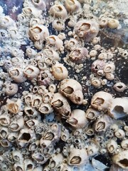 seashells on the beach texture