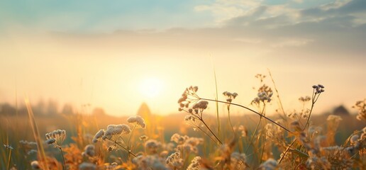 Field of wildflowers at sunset
