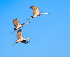 Sandhill Cranes at National Sandhill Crane Refuge in Birchwood Tennessee.