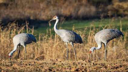 Sandhill Cranes in National Sandhill Crane Refuge in Birchwood Tennessee.
