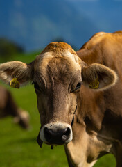 Cow is looking at camera. Close-up cows face. Pasture for cattle. Cow in the countryside. Cows graze on summer meadow. Rural landscapes with cows. Cows in a pasture.