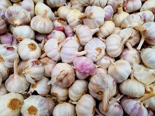 Whole white garlic (Allium sativum), garlic bulb, full screen, top view in a market.