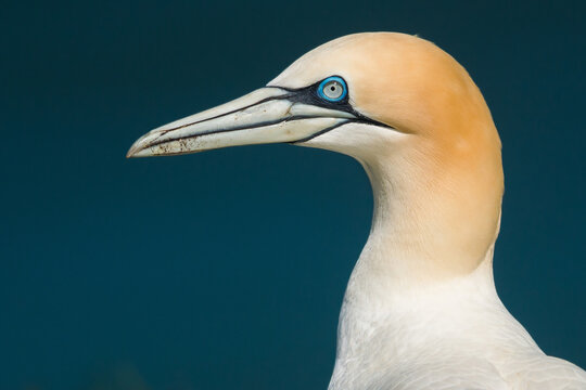 Close up of a Northern gannet (Morus bassana), Bempton cliffs, UK. Blue Sky dark background isolated colours portrait vector detail