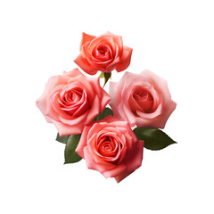 Bunch of Pink roses (top view) isolated on transparent and white background