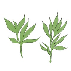  leaf pant line art. Minimalistic line drawing. leaf line art. Botanical drawing illustration by hand.