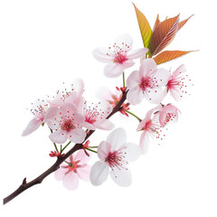 Fresh pink sakura cherry blossom flower with leaves on tree branch isolated on white background copy space