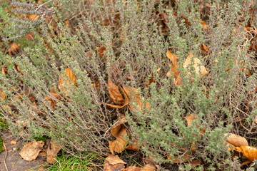 Common thyme or Thymus Vulgaris plant in Zurich in Switzerland
