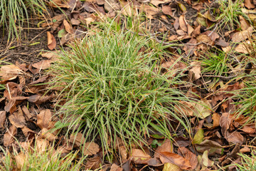 Balkan anemone or Anemone Blanda in Zurich in Switzerland