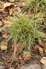 Balkan anemone or Anemone Blanda in Zurich in Switzerland