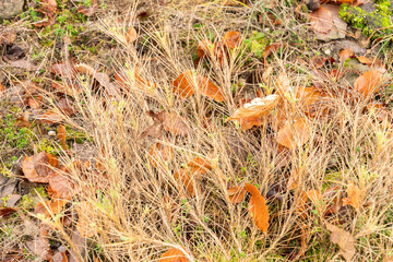 Astragalus Sempervirens plant in Zurich in Switzerland