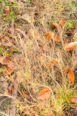 Astragalus Sempervirens plant in Zurich in Switzerland