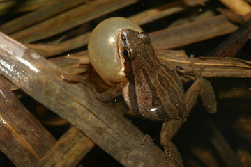 A male Western Chorus Frog (Pseudacris triseriata) makes a high pitched trilling noise to attract a...