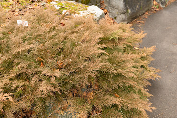 Siberian carpet cypress or Microbiota Decussata plant in Zurich in Switzerland