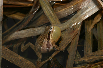 Western Chorus Frog (Pseudacris triseriata) singing for a mate with his vocal sac inflated. 