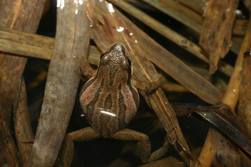 Western Chorus Frog (Pseudacris triseriata) sitting at night in a wetland. It's tan color and stripes help it to blend in with the dead, brown cattail fronds. 