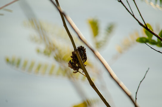 seed on branch with blue sky in the background. Effect buke. 