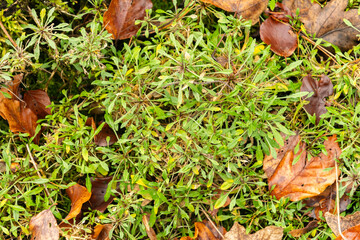 Erysimum Rhaeticum plant in Zurich in Switzerland