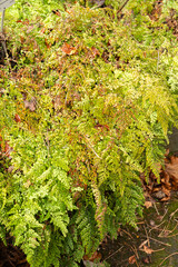 Himalayan maidenhair or Adiantum Venustum plant in Zurich in Switzerland