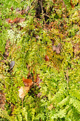 Himalayan maidenhair or Adiantum Venustum plant in Zurich in Switzerland