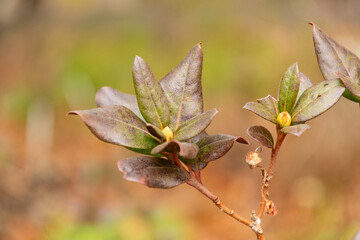 Rhododendron Hybridum plant in Zurich in Switzerland