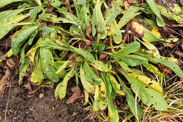 Cerinthe Minor plant in Zurich in Switzerland