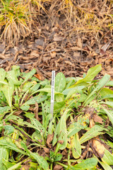 Cerinthe Minor plant in Zurich in Switzerland