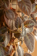 Domestic plant in sunlight in peach fuzz colour. Plants at home, copy space. Close to the nature. Nature in details. Leaves in warm light. Natural pattern.