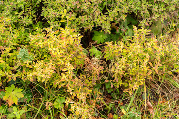 Hoary rock rose or Cistus Creticus plant in Zurich in Switzerland
