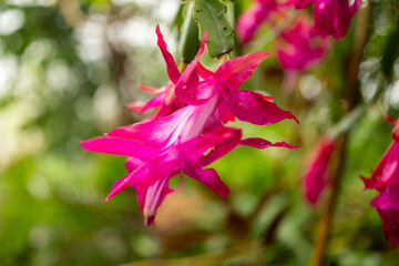 Christmas cactus or Schlumbergia X Buckleyi plant in Zurich in Switzerland