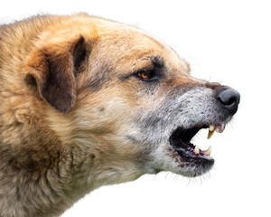 Aggressive dog barks, baring teeth. Dangerous Angry Dog