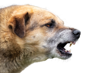 Aggressive dog barks, baring teeth. Dangerous Angry Dog