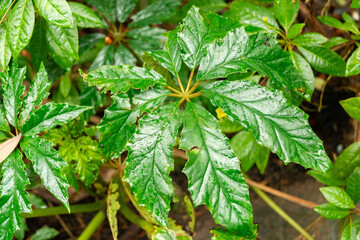 Palm leaf begonia or Begonia Carolineifolia plant in Zurich in Switzerland