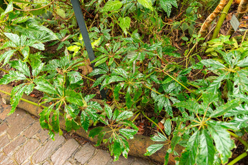 Palm leaf begonia or Begonia Carolineifolia plant in Zurich in Switzerland