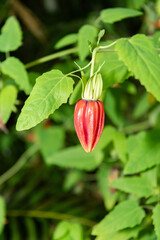 Canary island bell flower or Canarina Canariensis plant in Zurich in Switzerland