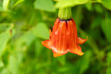 Canary island bell flower or Canarina Canariensis plant in Zurich in Switzerland