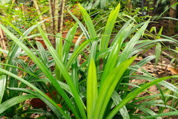 Pandanus Amaryllifolius plant in Zurich in Switzerland
